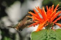 A hummingbird hovering Royalty Free Stock Photo