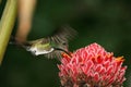 Hummingbird hovering 2 Royalty Free Stock Photo