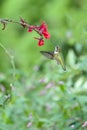 Hummingbird Hovering Around Red Flower