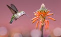 Hummingbird hovering close to Aloe Vera Plant Royalty Free Stock Photo