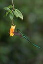 The Long-tailed Sylph, Aglaiocercus kingii