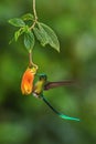 Long-tailed Sylph, Aglaiocercus kingii