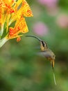 Tawny-bellied Hermit, Phaethornis syrmatophorus