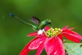 The Hummingbird is hovering and drinking the nectar from the beautiful flower