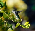 The beauty of a hummingbird enjoying the sweetness of honeysuckle