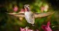 Hummingbird hovering in the garden