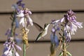 Hummingbird Hovering at Hosta