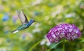 Hummingbird hovering on hydrangea