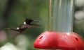 Hummingbird hovering in Monteverde Biological Reserve, Costa Rica