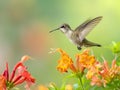 Hummingbird hovering near colorful flowers