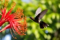 hummingbird hovering near a jungle flower