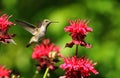 Hummingbird hovering near pink flowers.