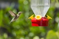 Hummingbird