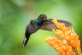 Hummingbird hovering next to orange flower,garden,tropical forest,Brazil, bird in flight with outstretched wings Royalty Free Stock Photo
