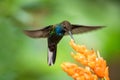Hummingbird hovering next to orange flower,garden,tropical forest,Brazil, bird in flight with outstretched wings Royalty Free Stock Photo