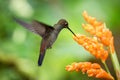 Hummingbird hovering next to orange flower,garden,tropical forest,Brazil, bird in flight with outstretched wings Royalty Free Stock Photo