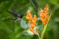 Hummingbird hovering next to orange flower,tropical forest,Ecuador,bird sucking nectar from blossom in garden