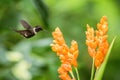 Hummingbird hovering next to orange flower,tropical forest,Ecuador,bird sucking nectar from blossom in garden Royalty Free Stock Photo