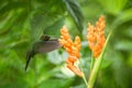 Hummingbird hovering next to orange flower,tropical forest,Ecuador,bird sucking nectar from blossom in garden Royalty Free Stock Photo