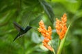 Hummingbird hovering next to orange flower,tropical forest,Ecuador,bird sucking nectar from blossom in garden Royalty Free Stock Photo