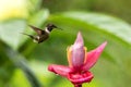 Hummingbird hovering next to pink and yellow flower, garden,tropical forest, Colombia, bird in flight with outstretched wings Royalty Free Stock Photo