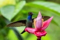 Hummingbird hovering next to pink and yellow flower, garden,tropical forest, Colombia, bird in flight with outstretched wings