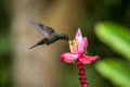 Hummingbird hovering next to pink and yellow flower, garden,tropical forest, Colombia, bird in flight with outstretched wings Royalty Free Stock Photo