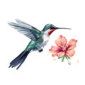 a hummingbird hovering over a flower with its wings spread out and its beak extended to the flower, with water droplets on the Royalty Free Stock Photo