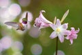 Hummingbird hovers in mid-air over a lily flower