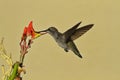 Hovering hummingbird dips beak into Ladyslipper flower Royalty Free Stock Photo