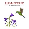 Hummingbird Royalty Free Stock Photo