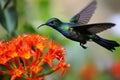 hummingbird, with its tiny beak and vibrant feathers, hovering over flower