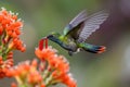 hummingbird, with its tiny beak and vibrant feathers, hovering over flower