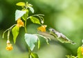 Hummingbird and Jewelweed Royalty Free Stock Photo