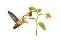 Hummingbird and Jewelweed Flower Isolated with path Royalty Free Stock Photo