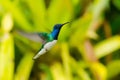 Hummingbird Royalty Free Stock Photo