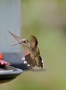 Hummingbird landing