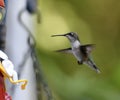 Hummingbird landing Royalty Free Stock Photo