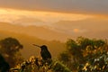 Hummingbird in landscape. Sunset with Talamanca admirable hummingbird, Eugenes spectabilis, portrait of beautiful bird with