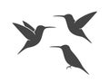 Hummingbird logo. Isolated hummingbird on white backgroun. Bird Royalty Free Stock Photo