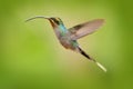 Hummingbird with long beak, Green Hermit, Phaethornis guy, clear light green background, Costa Rica. Wildlife scene from nature. B Royalty Free Stock Photo