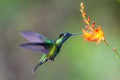 Hummingbird Long-tailed Sylph, Aglaiocercus kingi with orange flower, in flight. Hummingbird from Colombia