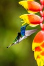 Hummingbird Long-tailed Sylph, Aglaiocercus kingi with orange flower, in flight. Hummingbird from Colombia Royalty Free Stock Photo