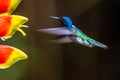 Hummingbird Long-tailed Sylph, Aglaiocercus kingi with orange flower, in flight. Hummingbird from Colombia Royalty Free Stock Photo