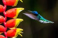 Hummingbird Long-tailed Sylph, Aglaiocercus kingi with orange flower, in flight. Hummingbird from Colombia