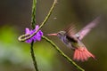 Hummingbird Long-tailed Sylph, Aglaiocercus kingi with orange flower, in flight. Hummingbird from Colombia Royalty Free Stock Photo