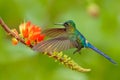 Hummingbird Long-tailed Sylph, Aglaiocercus kingi with orange flower, in flight. Hummingbird from Colombia in the bloom flower,