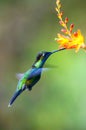 Hummingbird Long-tailed Sylph, Aglaiocercus kingi with orange flower, in flight. Hummingbird from Colombia Royalty Free Stock Photo