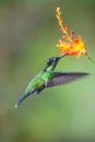 Hummingbird Long-tailed Sylph, Aglaiocercus kingi with orange flower, in flight. Hummingbird from Colombia