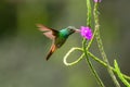 Hummingbird Long-tailed Sylph, Aglaiocercus kingi with orange flower, in flight. Hummingbird from Colombia Royalty Free Stock Photo